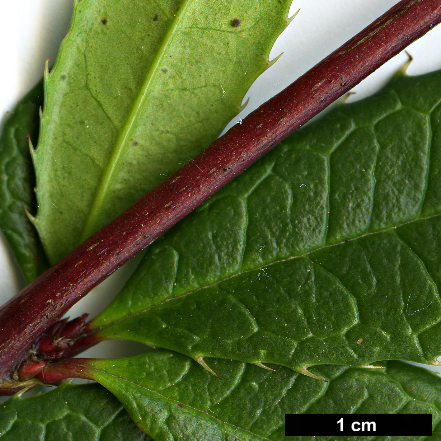 High resolution image: Family: Berberidaceae - Genus: Berberis - Taxon: sargentiana