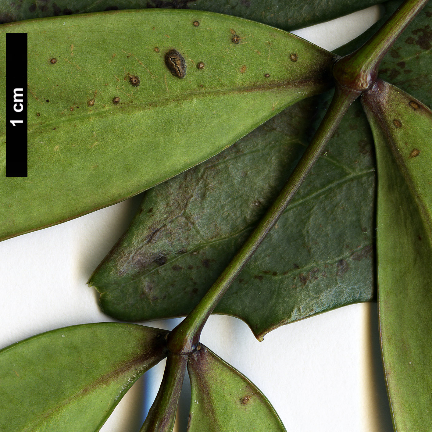 High resolution image: Family: Berberidaceae - Genus: Mahonia - Taxon: eurybracteata