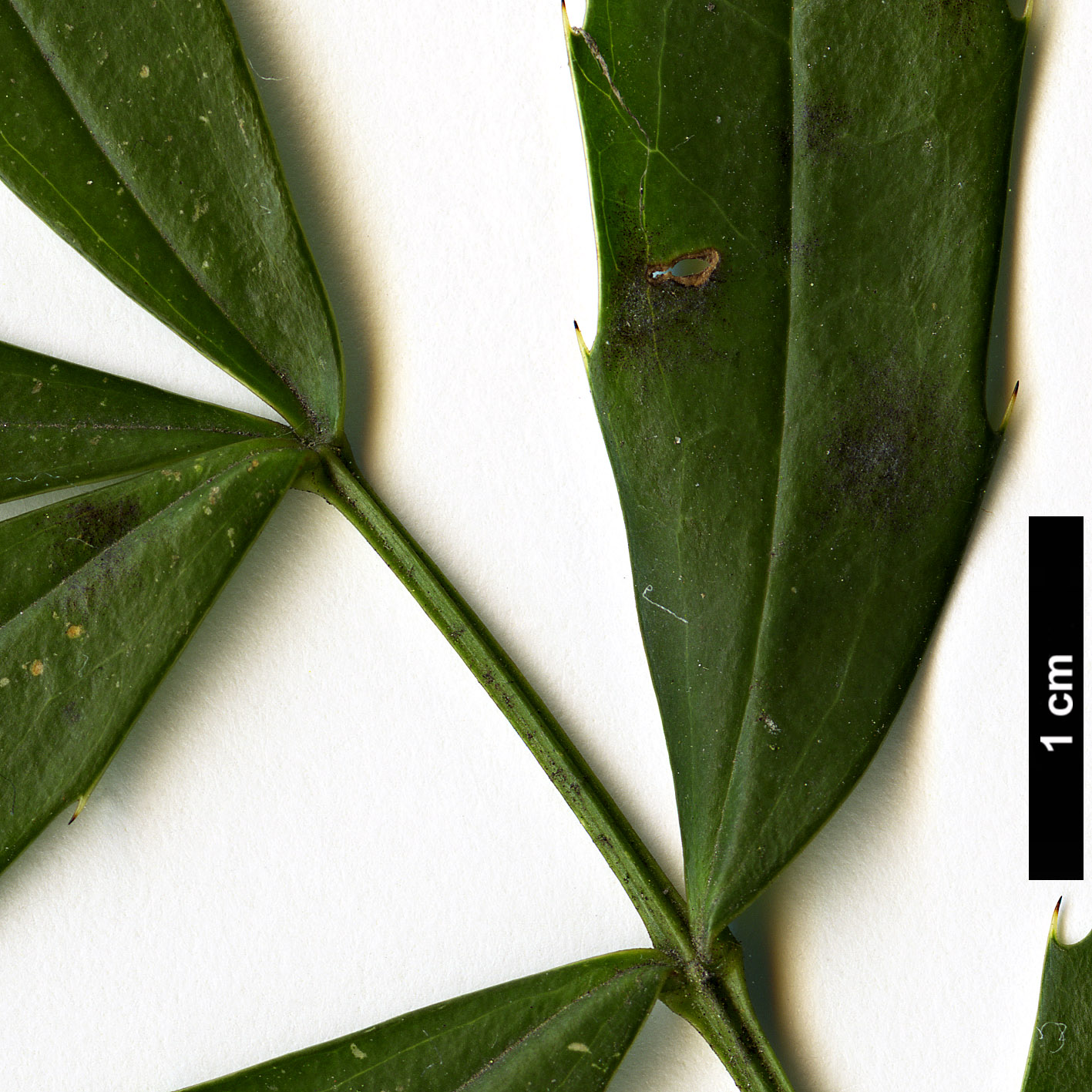 High resolution image: Family: Berberidaceae - Genus: Mahonia - Taxon: fortunei