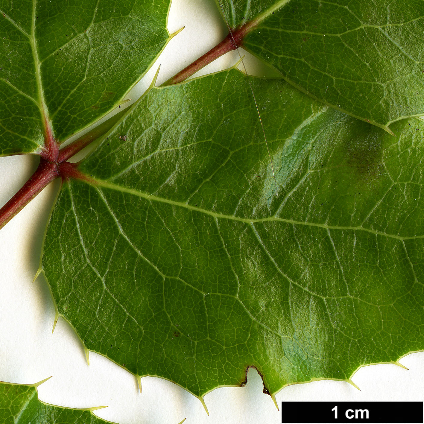 High resolution image: Family: Berberidaceae - Genus: Mahonia - Taxon: gracilis