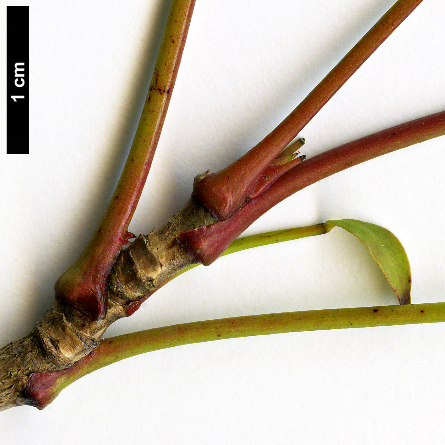High resolution image: Family: Berberidaceae - Genus: Mahonia - Taxon: gracilis