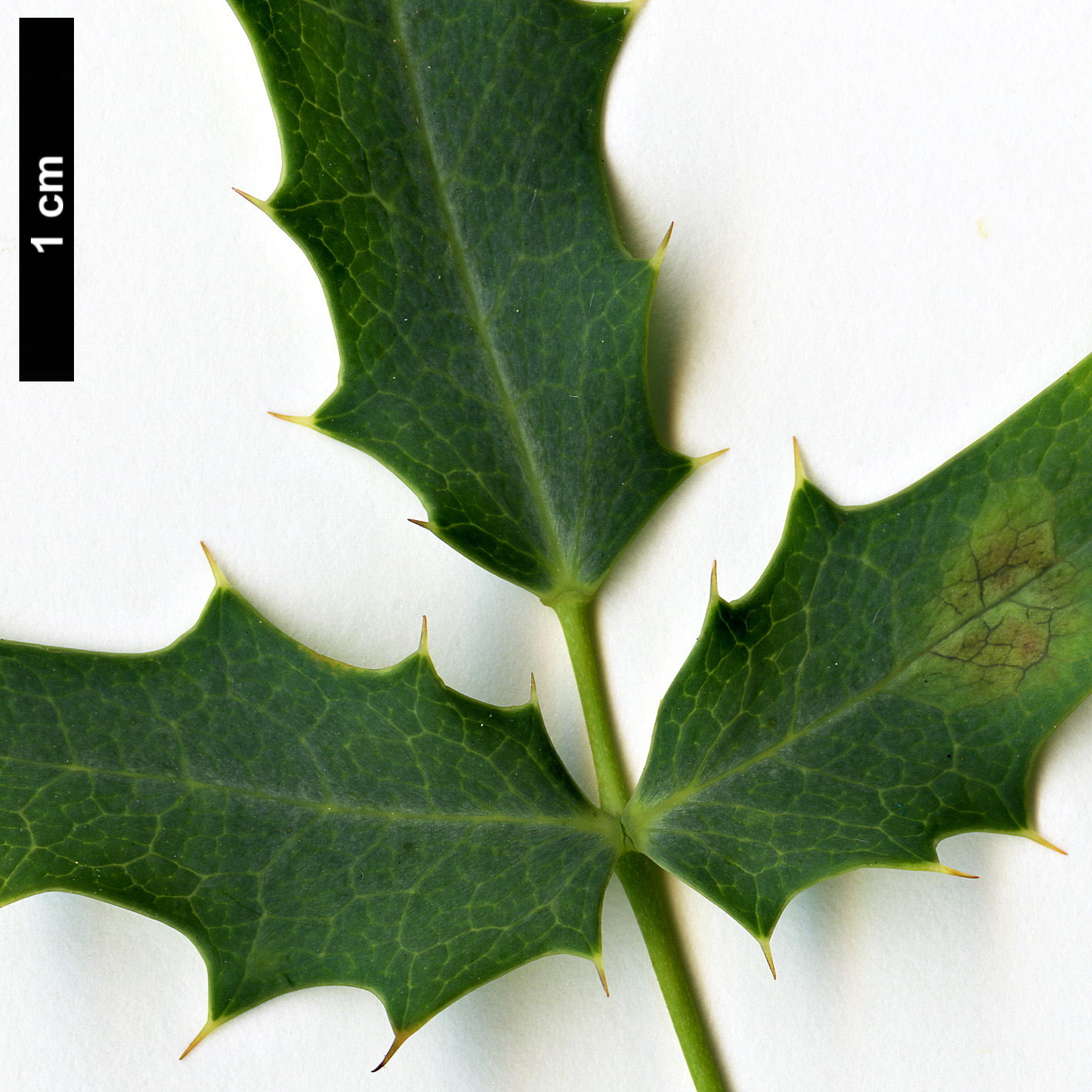 High resolution image: Family: Berberidaceae - Genus: Mahonia - Taxon: haematocarpa