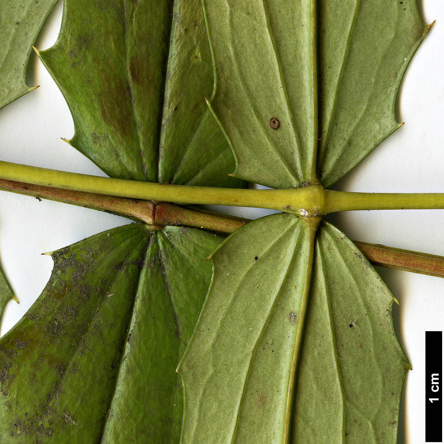 High resolution image: Family: Berberidaceae - Genus: Mahonia - Taxon: huiliensis