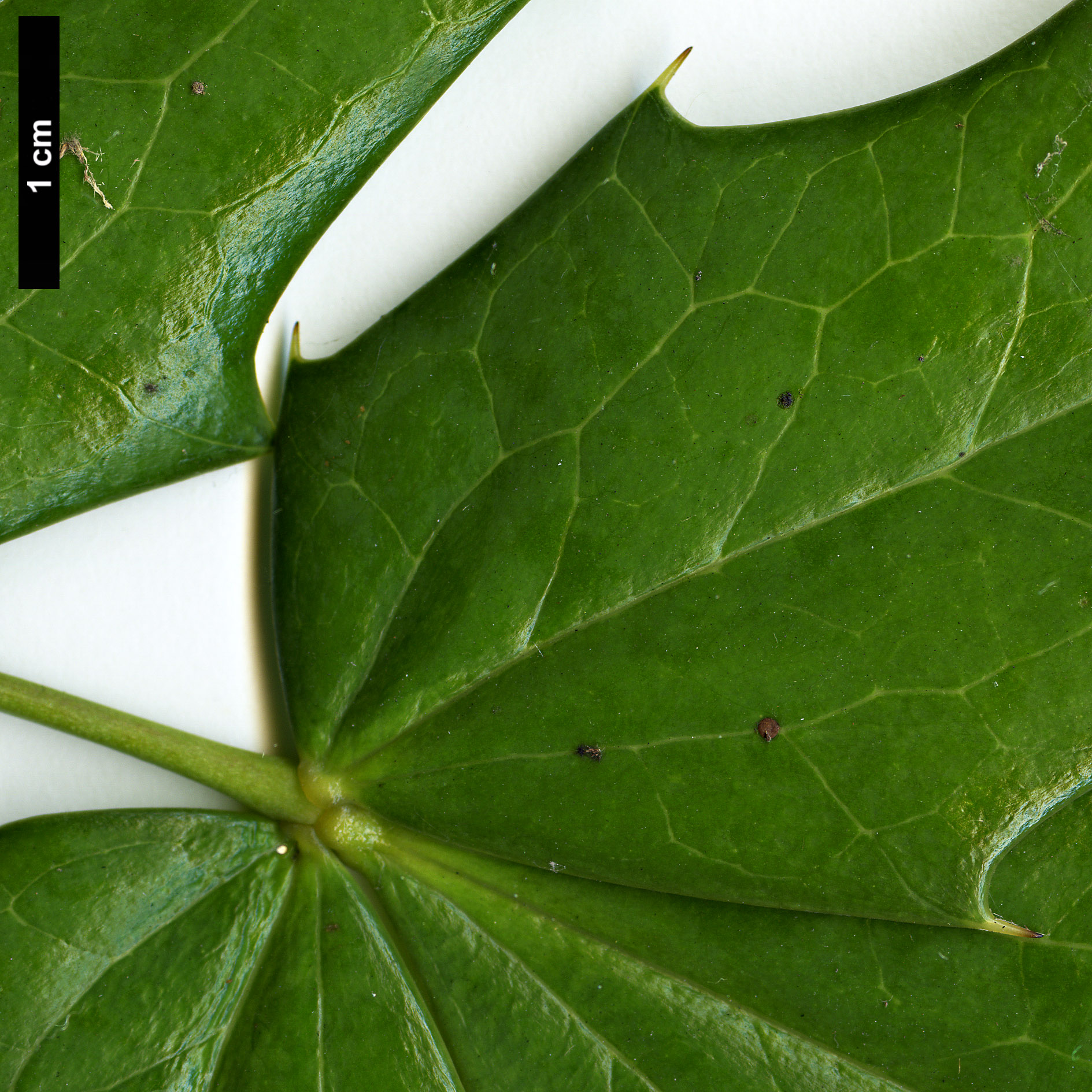 High resolution image: Family: Berberidaceae - Genus: Mahonia - Taxon: klossii