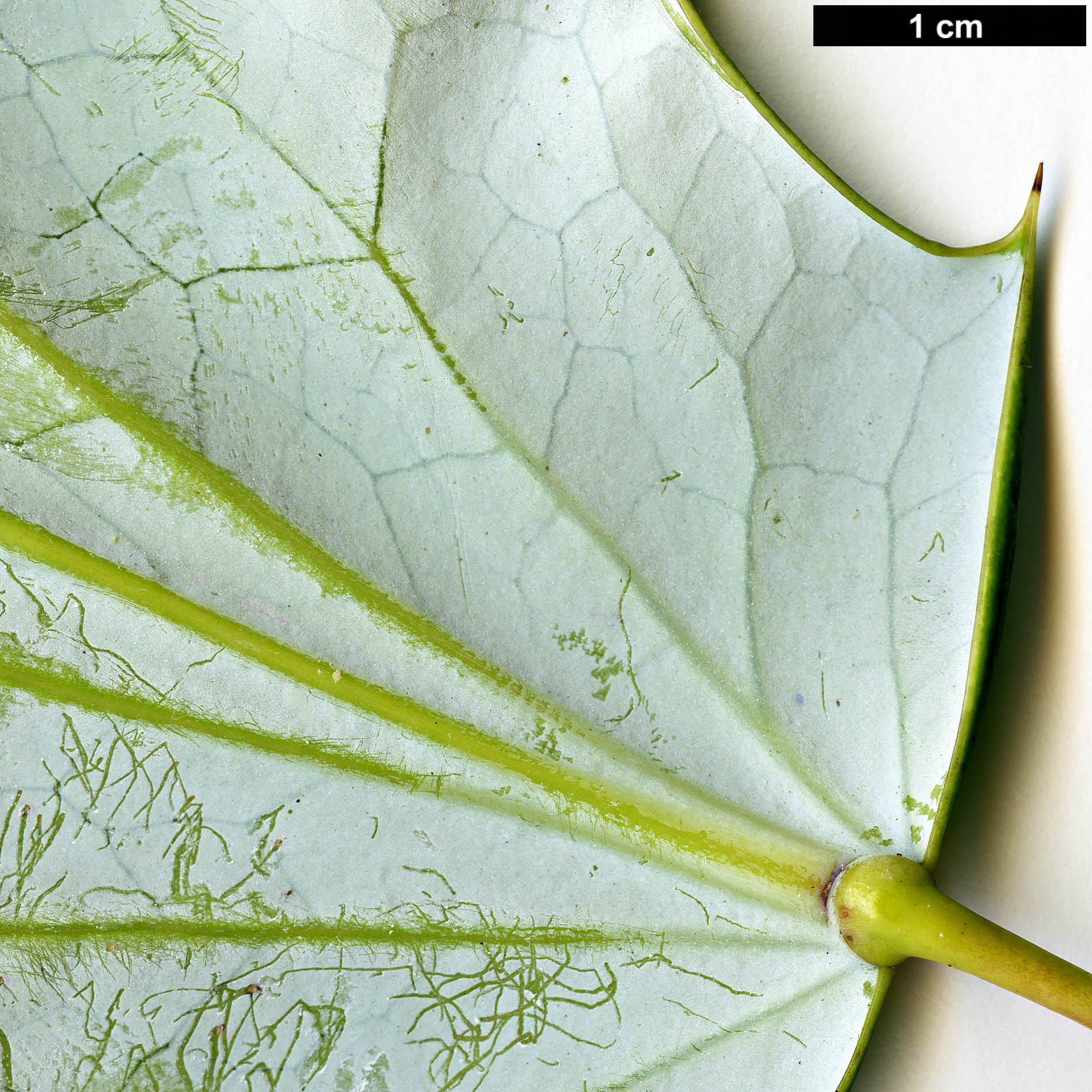 High resolution image: Family: Berberidaceae - Genus: Mahonia - Taxon: lancasteri