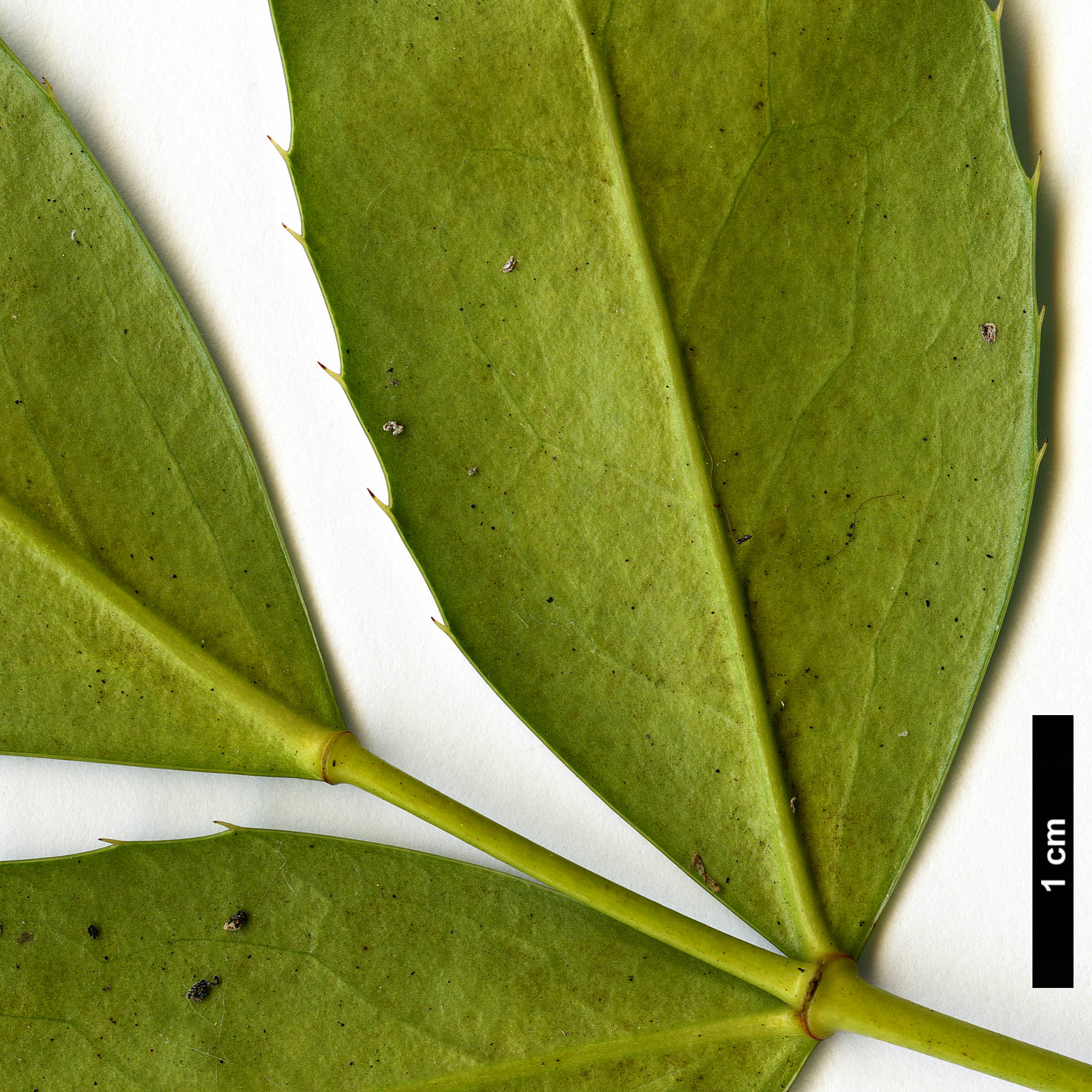 High resolution image: Family: Berberidaceae - Genus: Mahonia - Taxon: lushuiensis