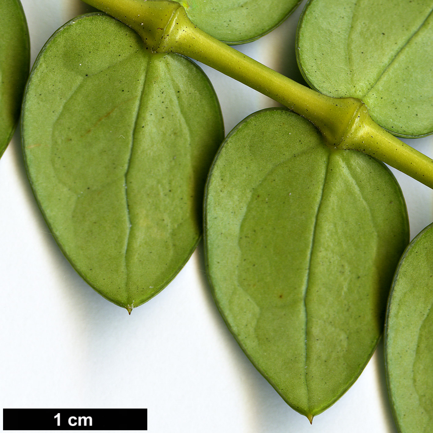 High resolution image: Family: Berberidaceae - Genus: Mahonia - Taxon: microphylla