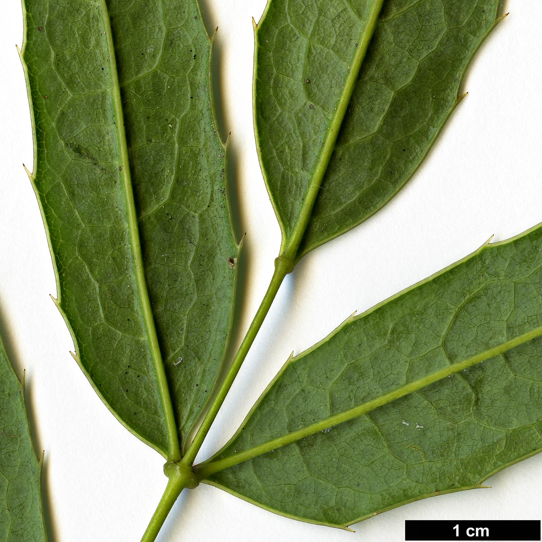 High resolution image: Family: Berberidaceae - Genus: Mahonia - Taxon: pallida