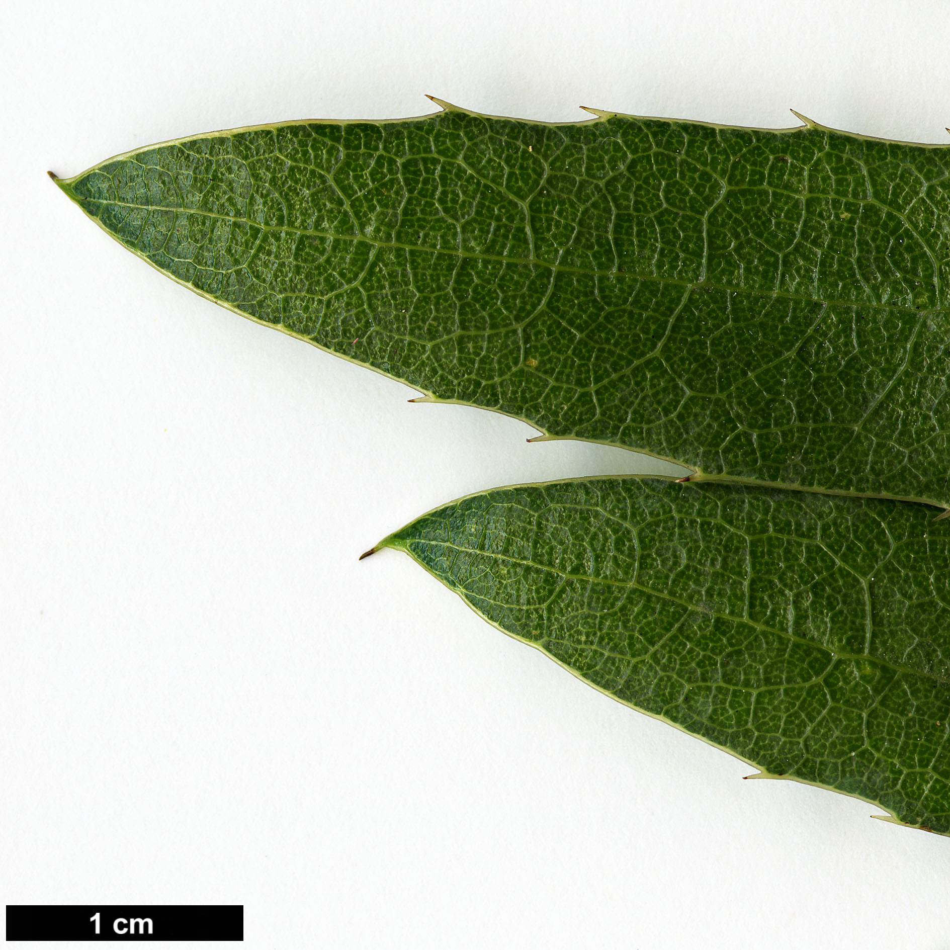High resolution image: Family: Berberidaceae - Genus: Mahonia - Taxon: pallida