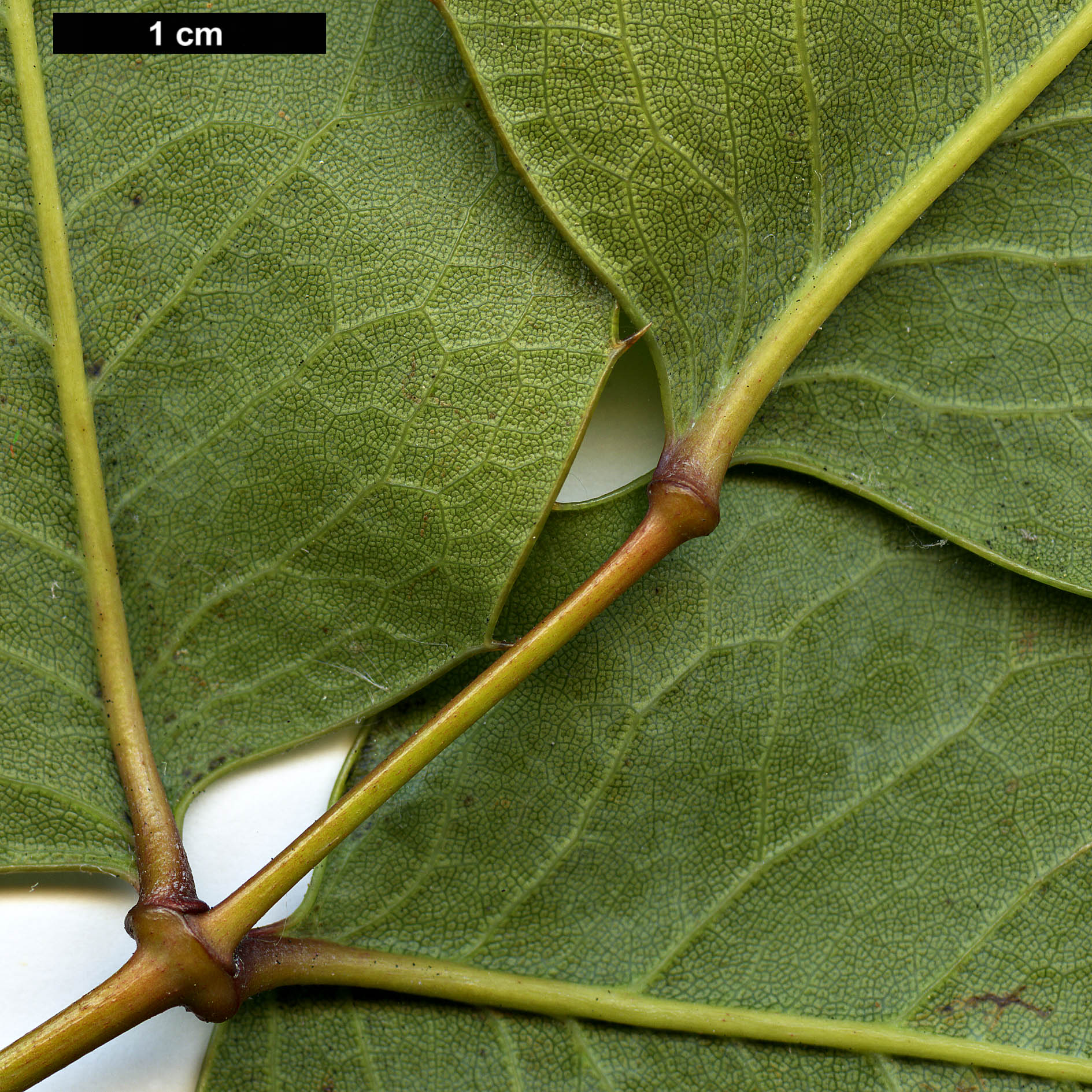 High resolution image: Family: Berberidaceae - Genus: Mahonia - Taxon: paxii