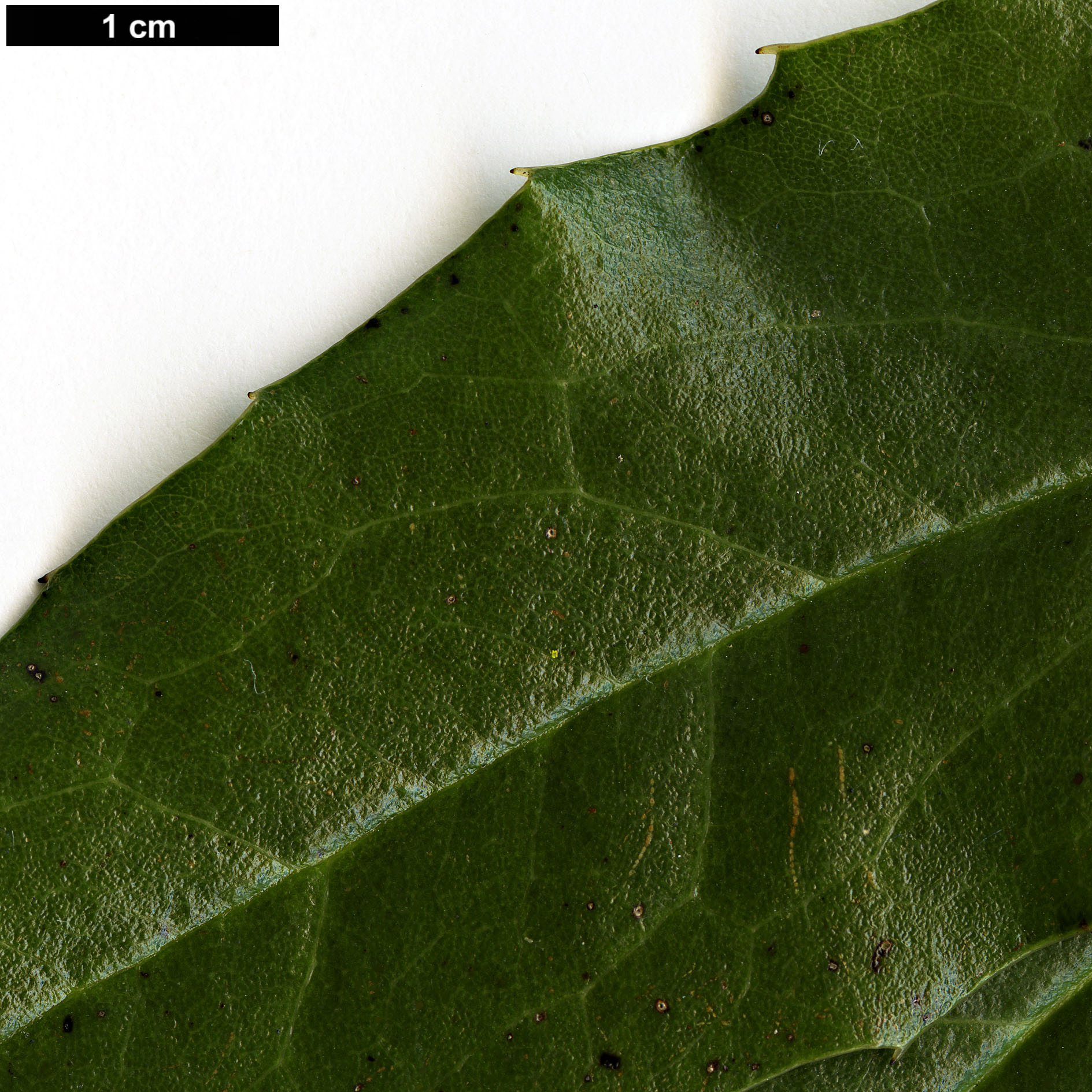 High resolution image: Family: Berberidaceae - Genus: Mahonia - Taxon: russellii