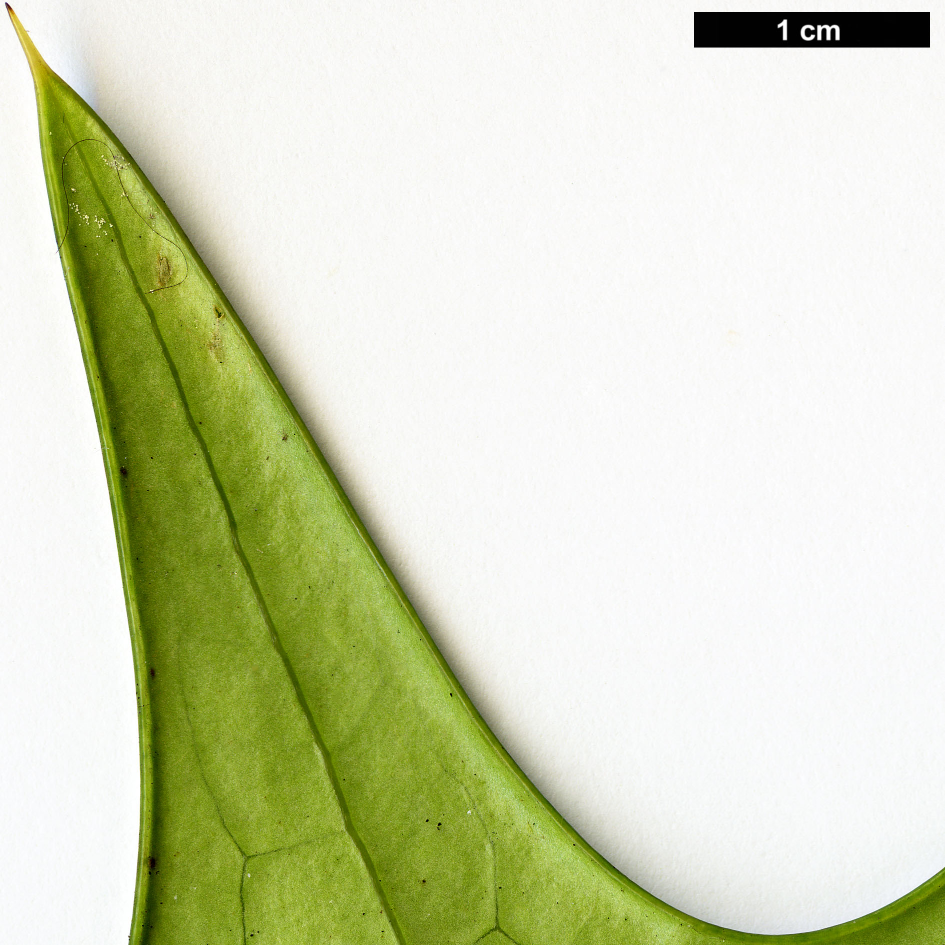 High resolution image: Family: Berberidaceae - Genus: Mahonia - Taxon: sheridaniana