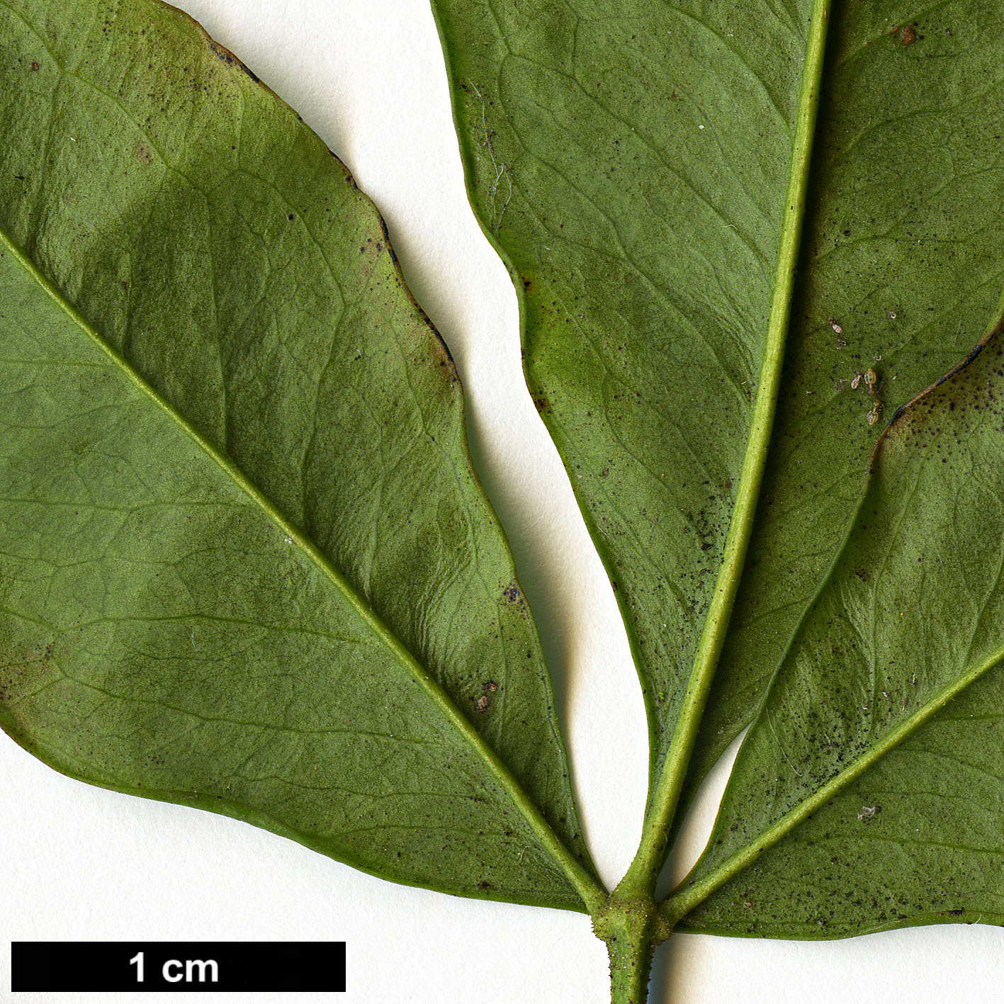 High resolution image: Family: Berberidaceae - Genus: Nandina - Taxon: domestica