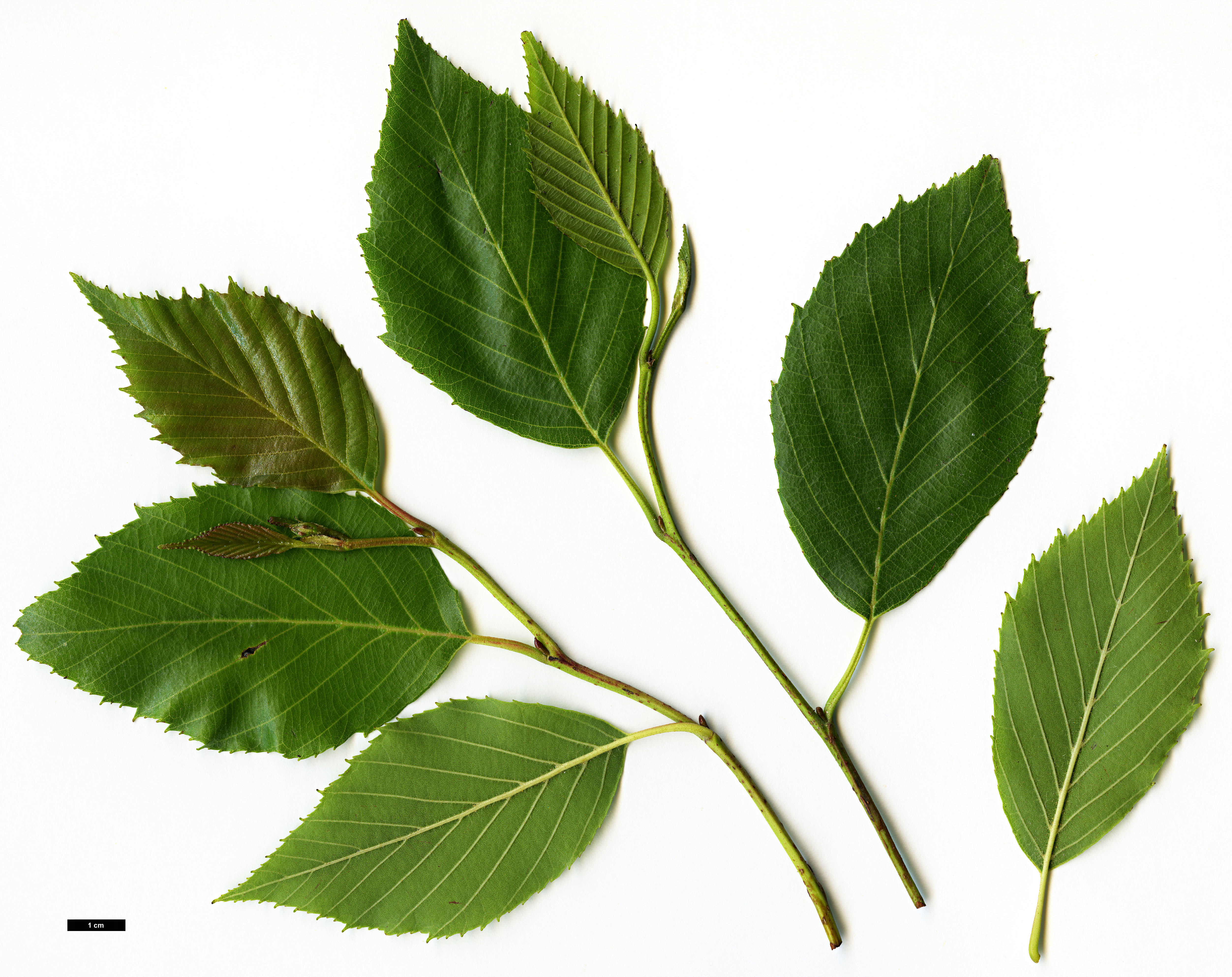 High resolution image: Family: Betulaceae - Genus: Alnus - Taxon: acuminata