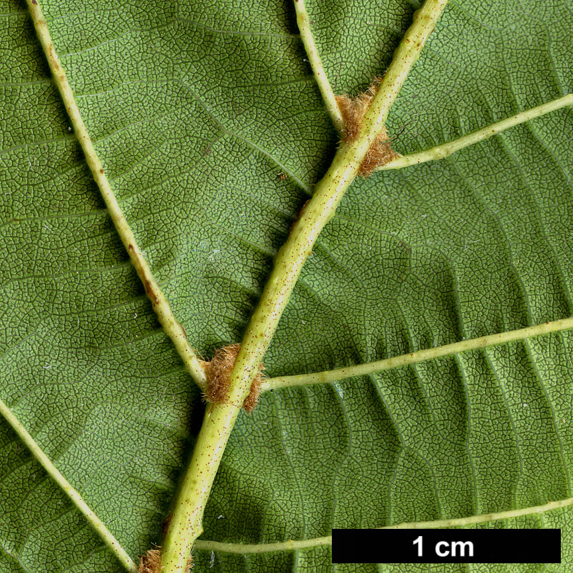 High resolution image: Family: Betulaceae - Genus: Alnus - Taxon: fauriei
