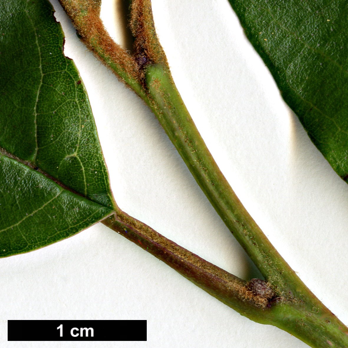 High resolution image: Family: Betulaceae - Genus: Alnus - Taxon: ferdinandi-coburgii