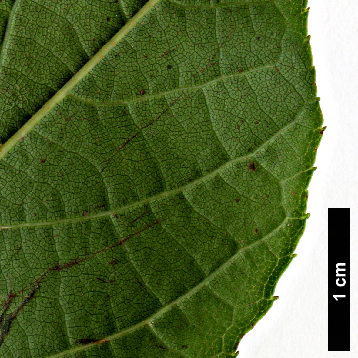 High resolution image: Family: Betulaceae - Genus: Alnus - Taxon: formosana