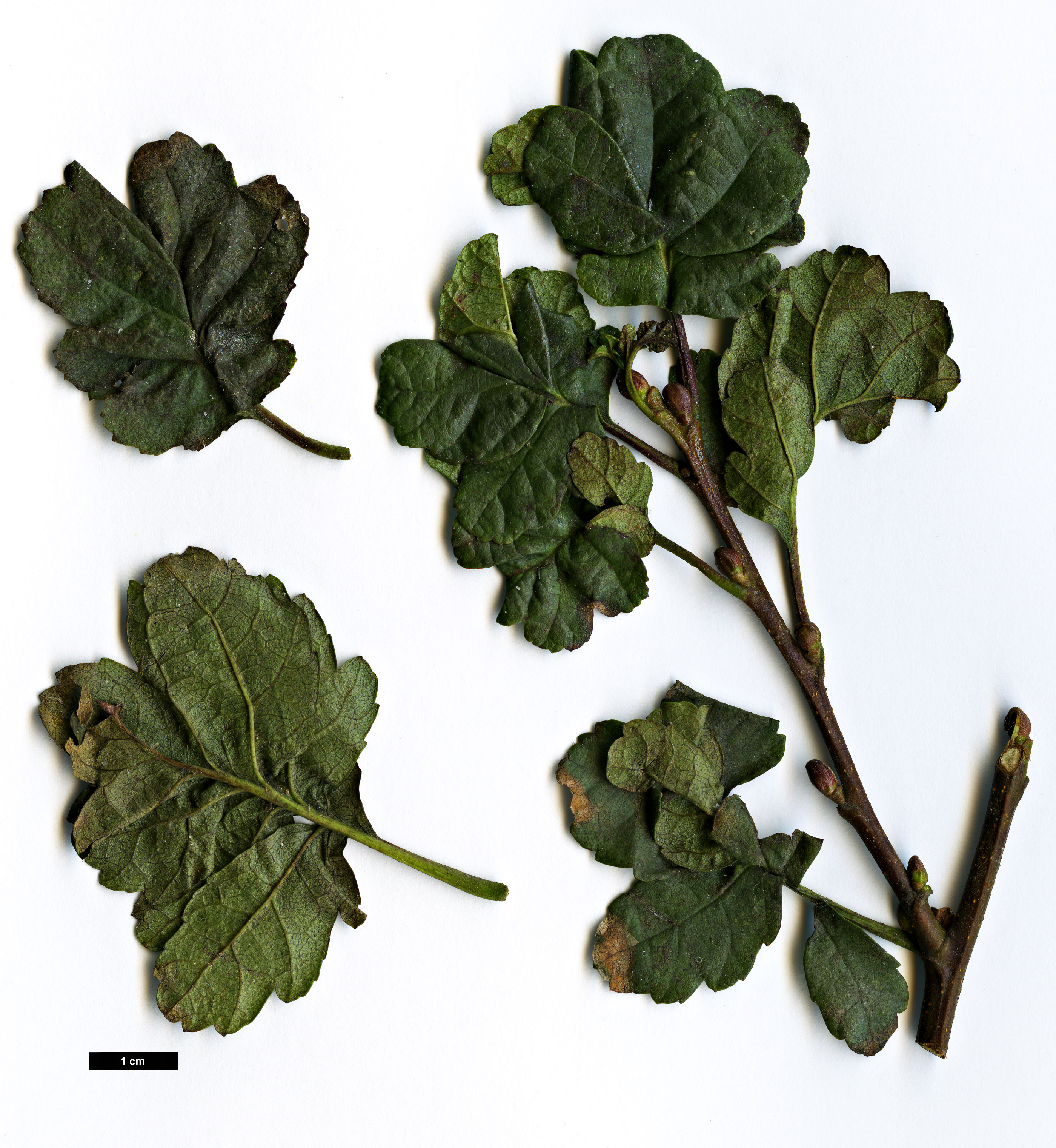 High resolution image: Family: Betulaceae - Genus: Alnus - Taxon: glutinosa - SpeciesSub: 'Incisa'