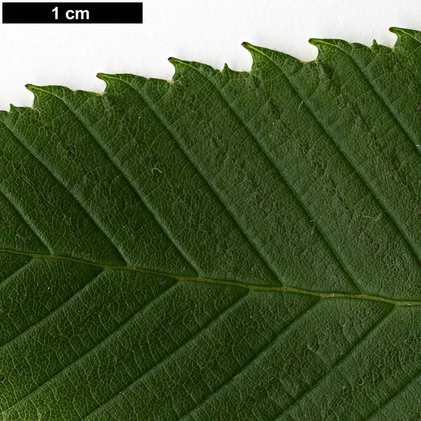 High resolution image: Family: Betulaceae - Genus: Alnus - Taxon: pendula