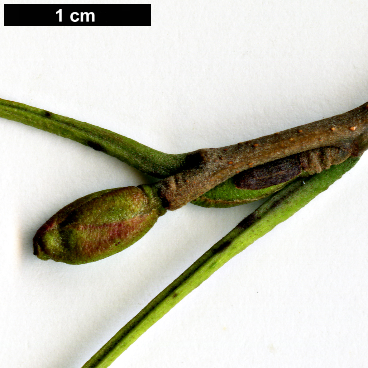 High resolution image: Family: Betulaceae - Genus: Alnus - Taxon: ×hybrida (A.glutinosa × A.incana)