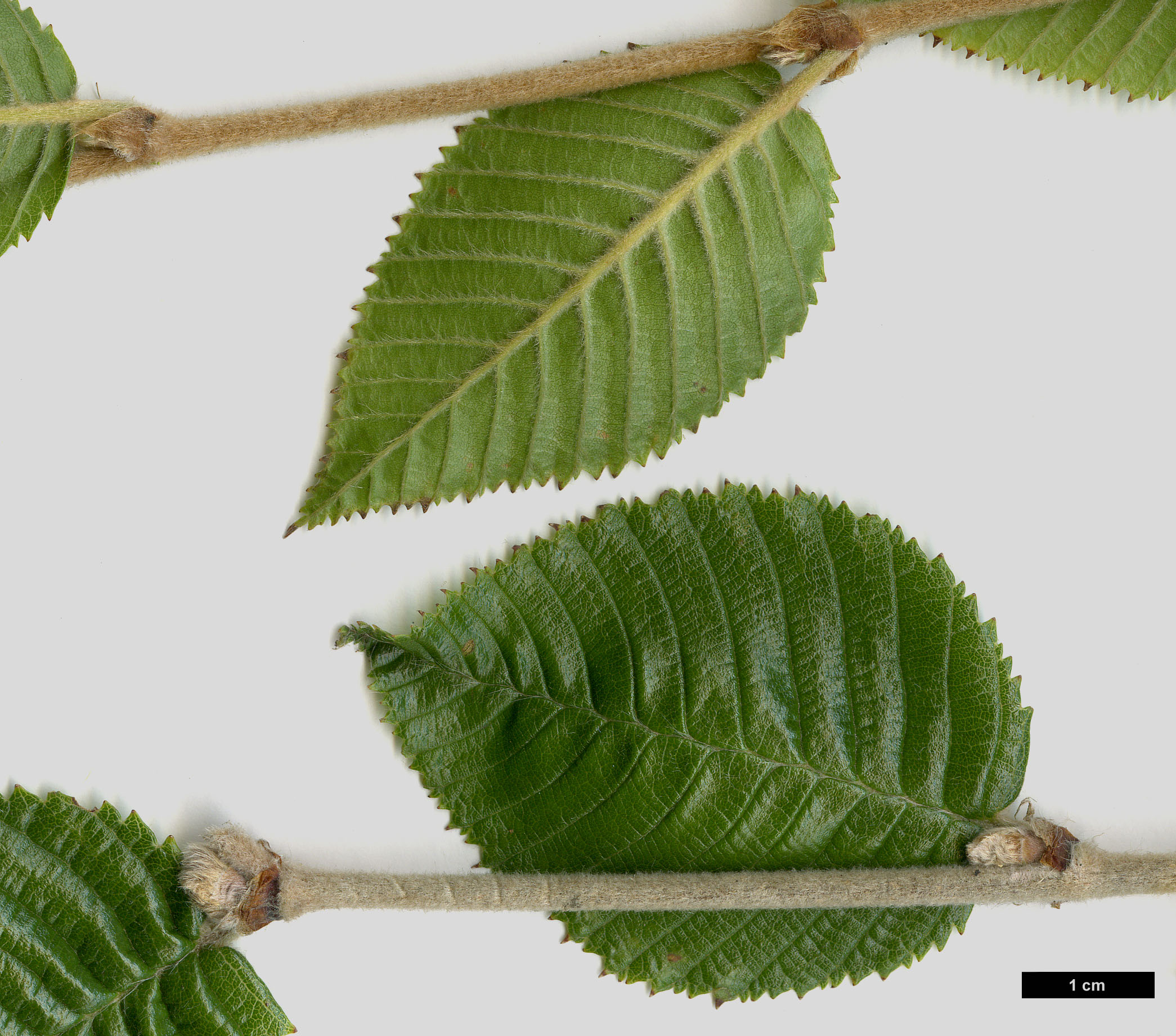 High resolution image: Family: Betulaceae - Genus: Betula - Taxon: calcicola