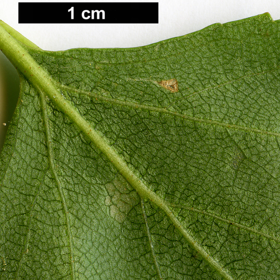 High resolution image: Family: Betulaceae - Genus: Betula - Taxon: celtiberica