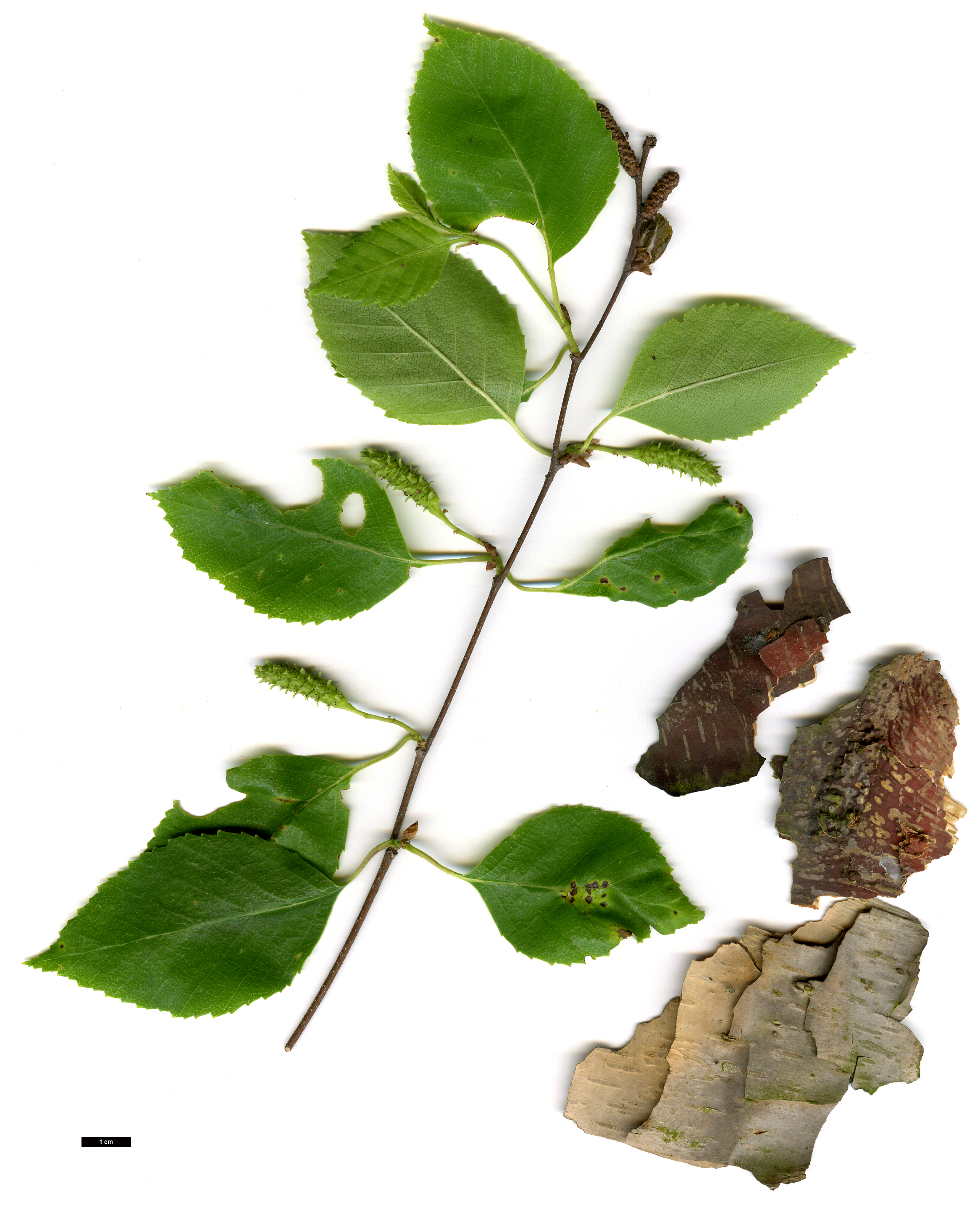 High resolution image: Family: Betulaceae - Genus: Betula - Taxon: dahurica