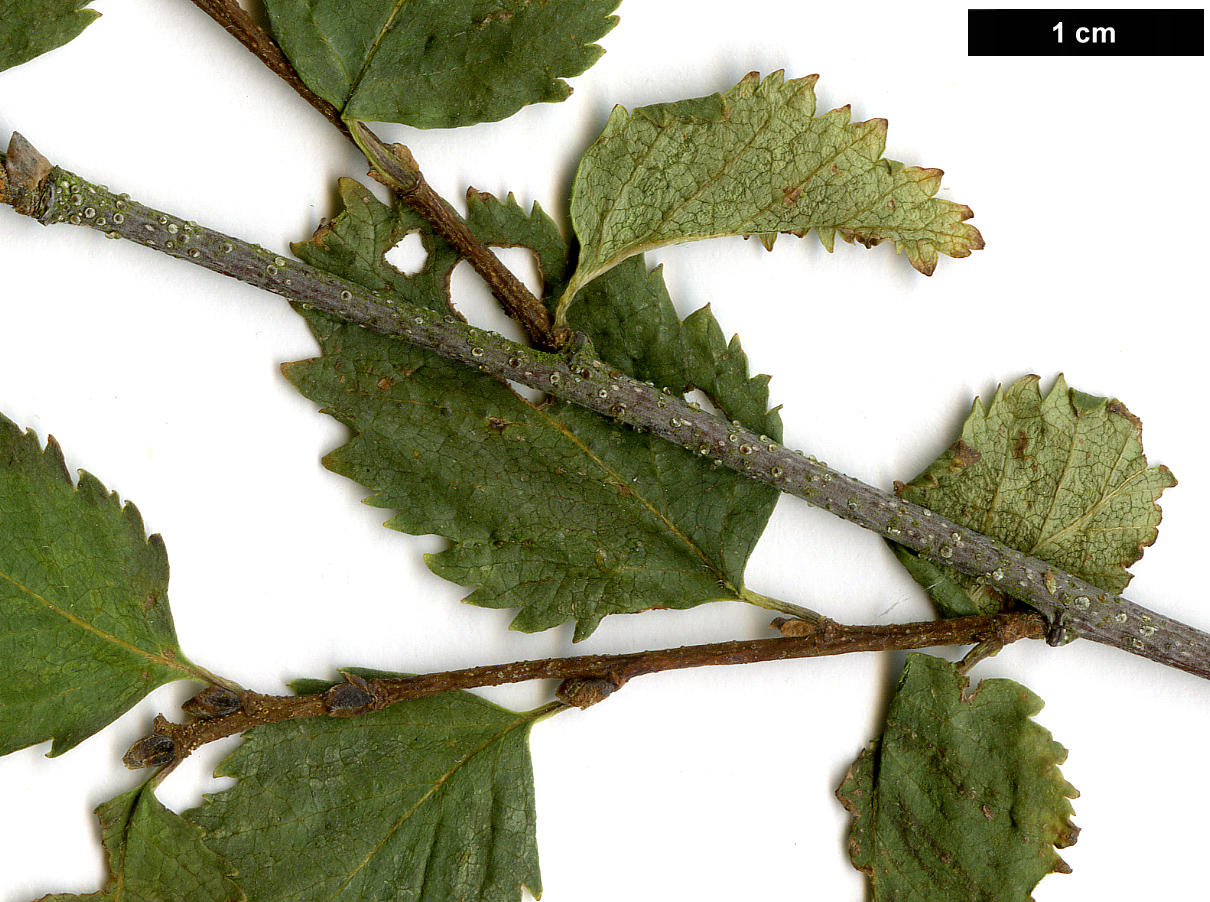 High resolution image: Family: Betulaceae - Genus: Betula - Taxon: fruticosa