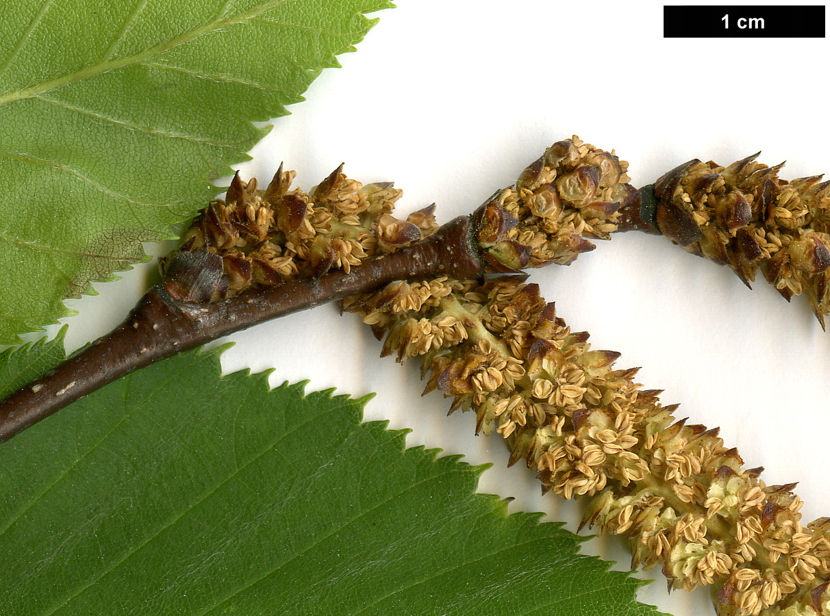 High resolution image: Family: Betulaceae - Genus: Betula - Taxon: lenta