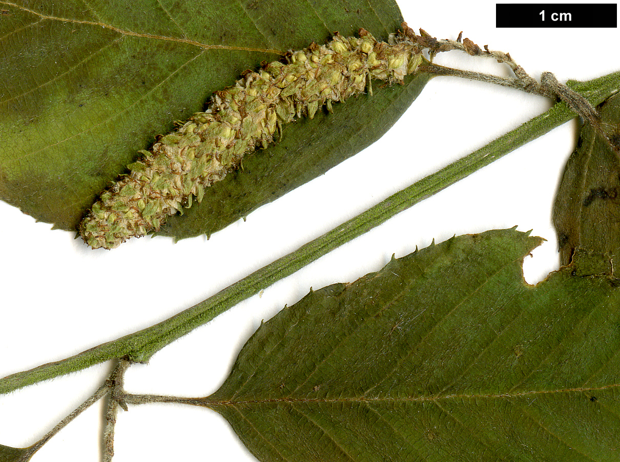 High resolution image: Family: Betulaceae - Genus: Betula - Taxon: luminifera