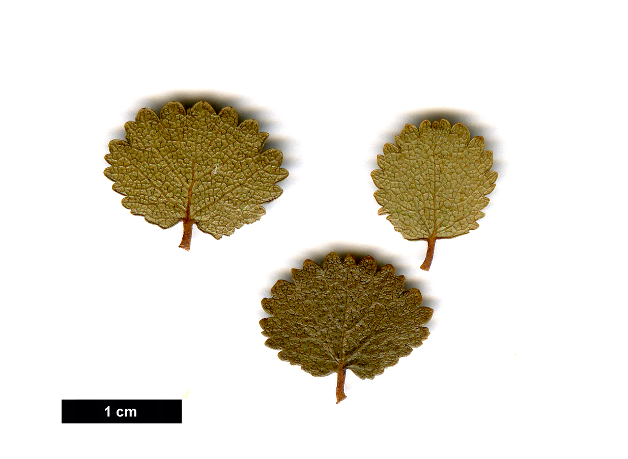 High resolution image: Family: Betulaceae - Genus: Betula - Taxon: nana