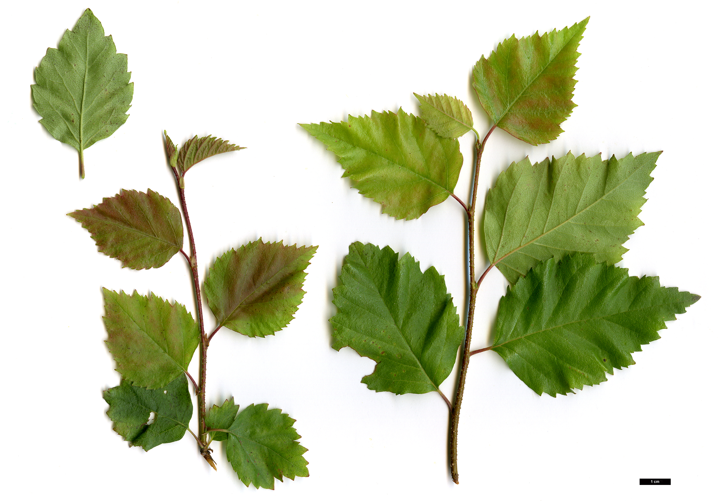 High resolution image: Family: Betulaceae - Genus: Betula - Taxon: occidentalis