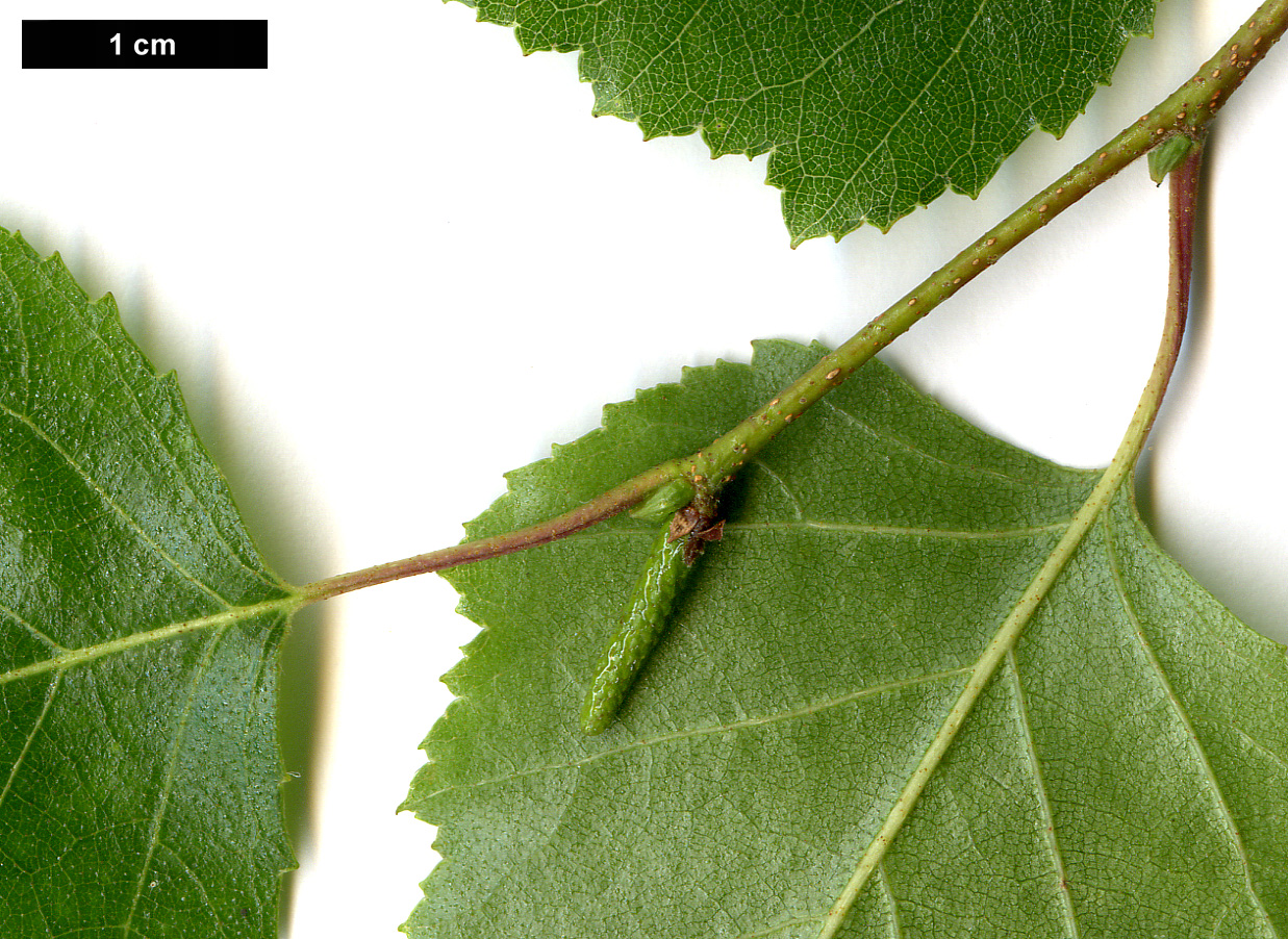 High resolution image: Family: Betulaceae - Genus: Betula - Taxon: populifolia