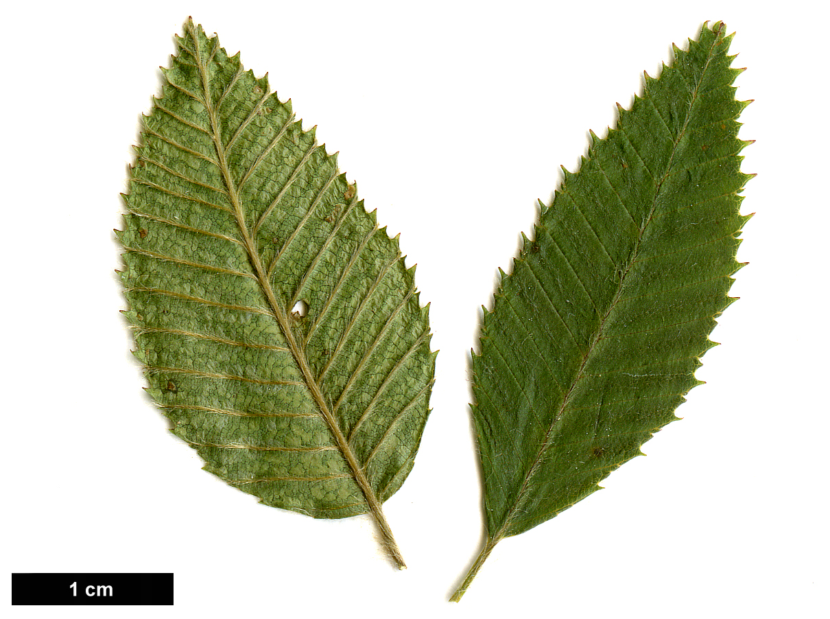 High resolution image: Family: Betulaceae - Genus: Betula - Taxon: potaninii