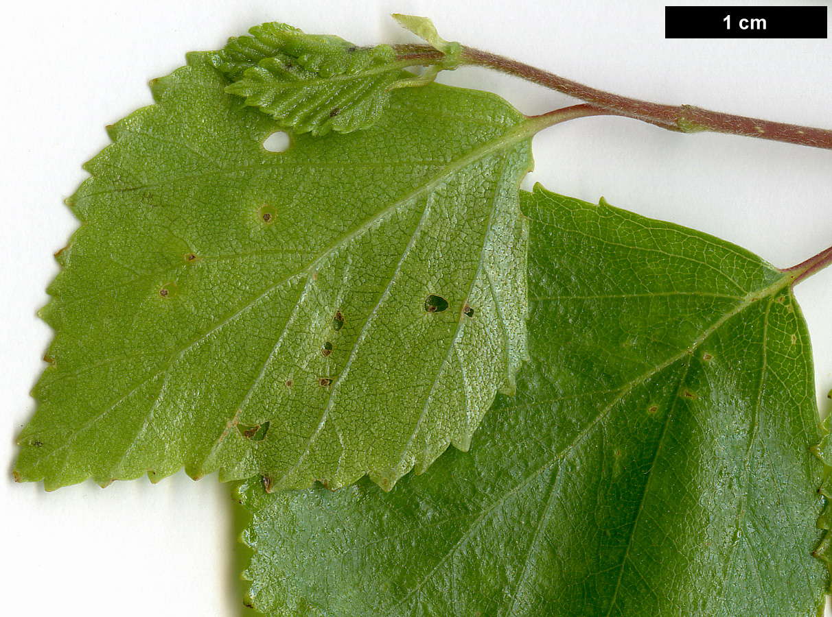 High resolution image: Family: Betulaceae - Genus: Betula - Taxon: pubescens
