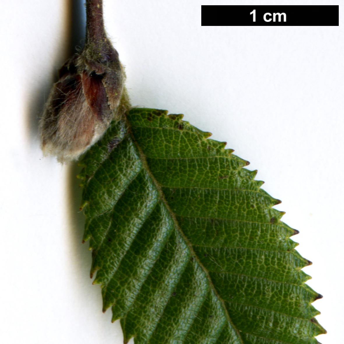 High resolution image: Family: Betulaceae - Genus: Betula - Taxon: skvortsovii