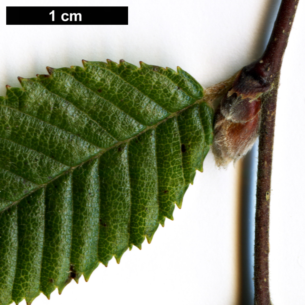 High resolution image: Family: Betulaceae - Genus: Betula - Taxon: skvortsovii