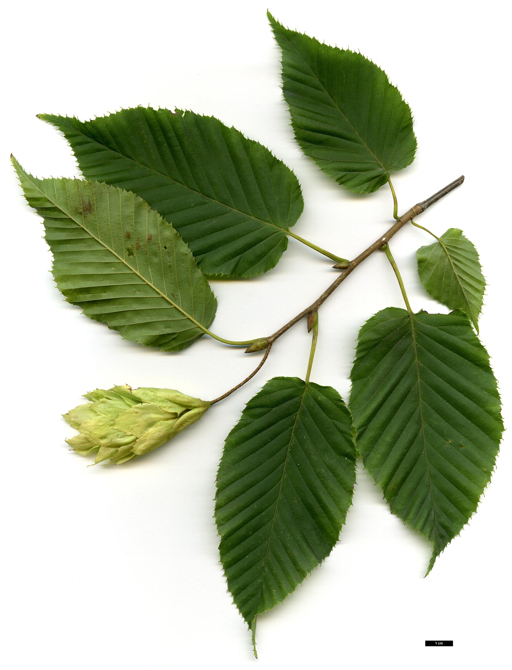 High resolution image: Family: Betulaceae - Genus: Carpinus - Taxon: cordata