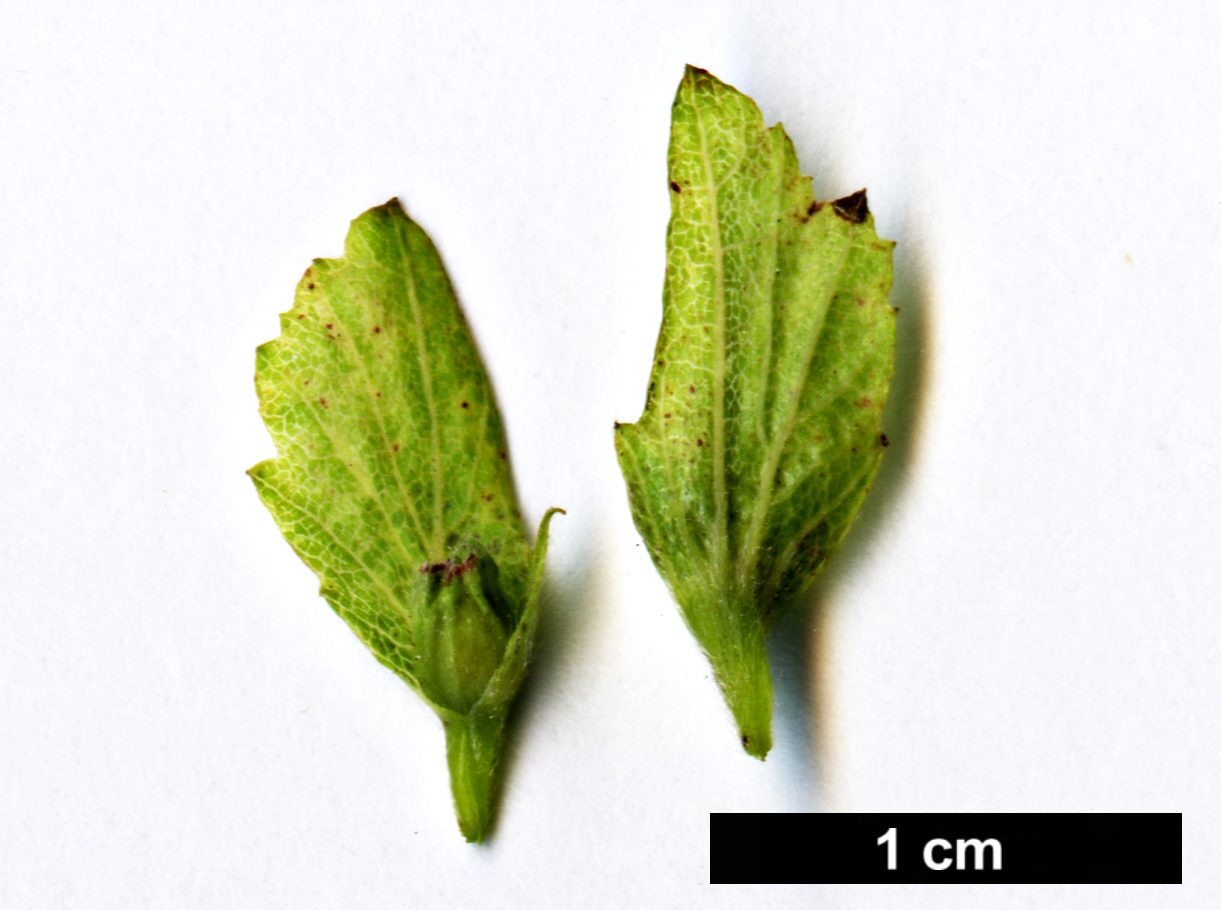 High resolution image: Family: Betulaceae - Genus: Carpinus - Taxon: henryana