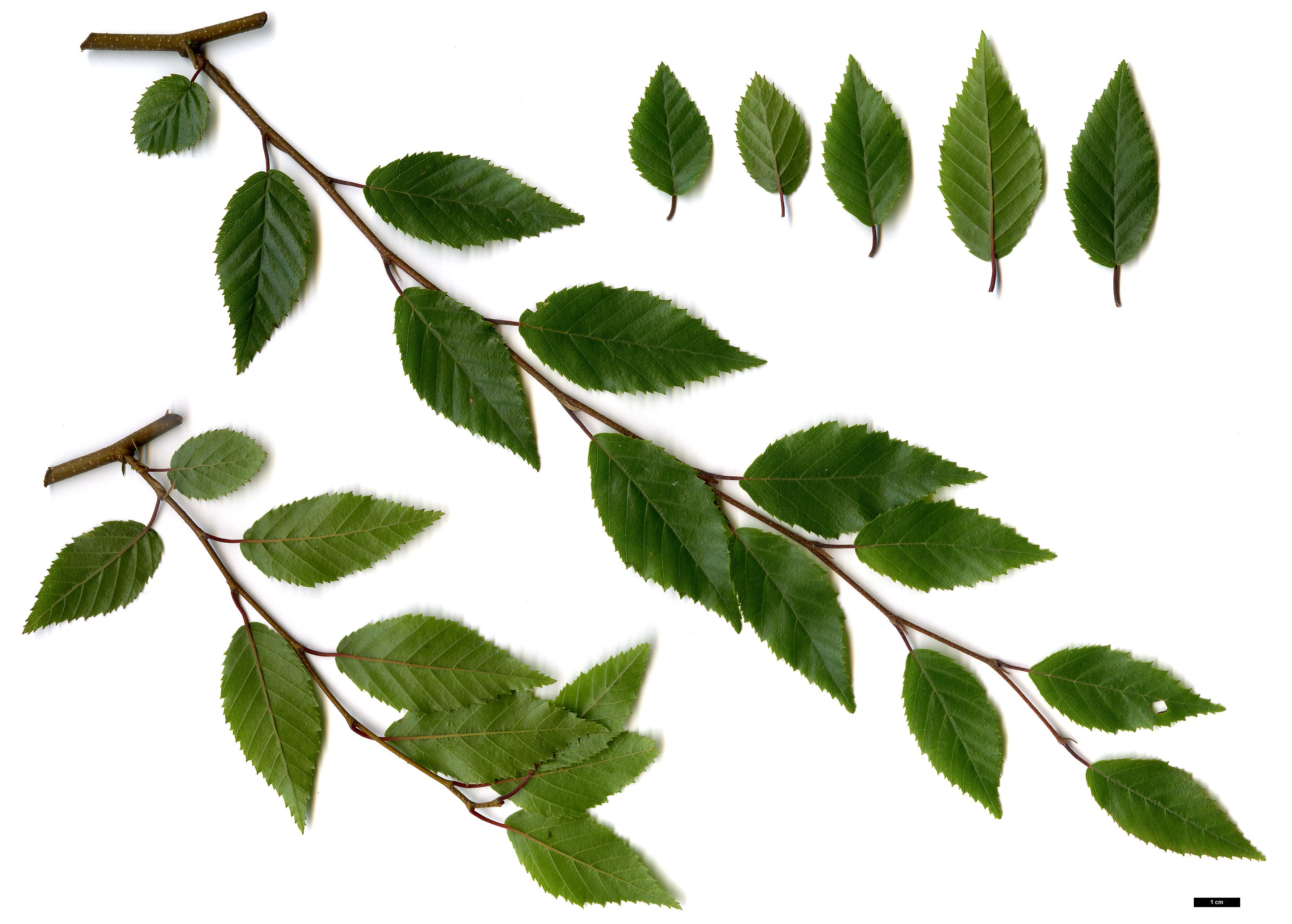 High resolution image: Family: Betulaceae - Genus: Carpinus - Taxon: kawakamii