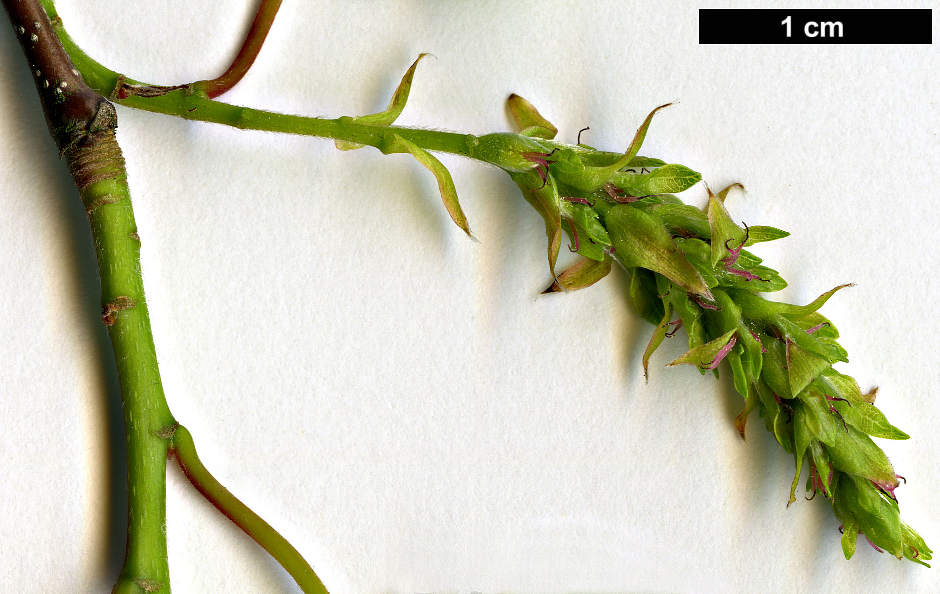 High resolution image: Family: Betulaceae - Genus: Carpinus - Taxon: polyneura