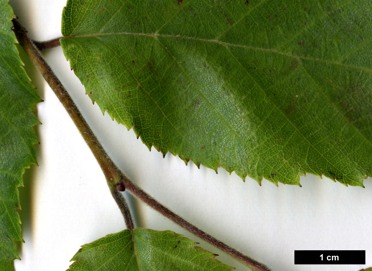 High resolution image: Family: Betulaceae - Genus: Carpinus - Taxon: pubescens