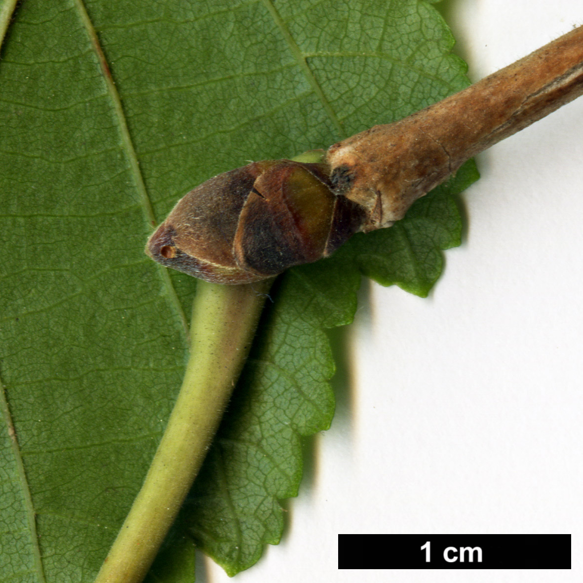 High resolution image: Family: Betulaceae - Genus: Corylus - Taxon: colurna