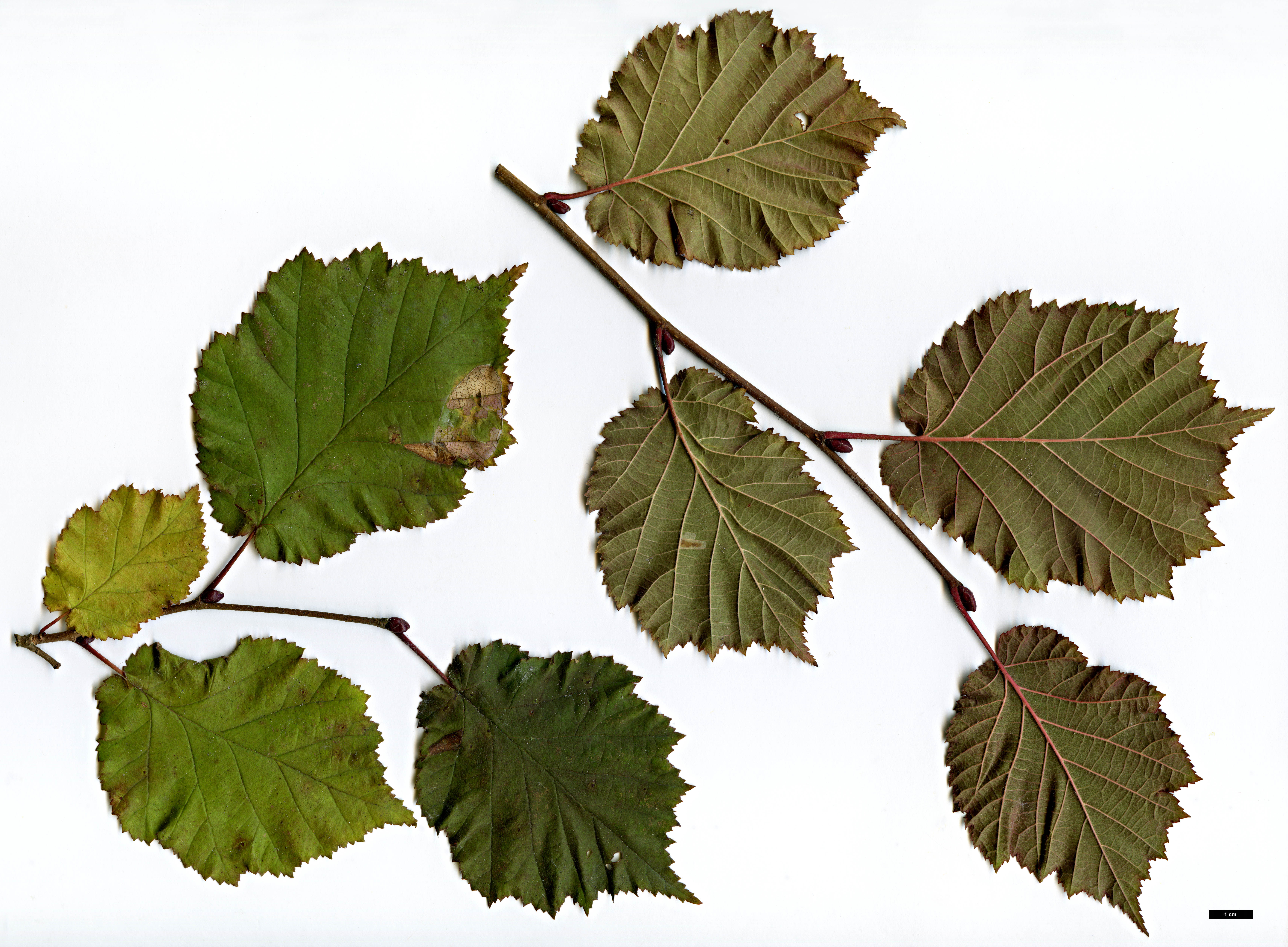 High resolution image: Family: Betulaceae - Genus: Corylus - Taxon: ×colurnoides (C.avellana × C.colurna)