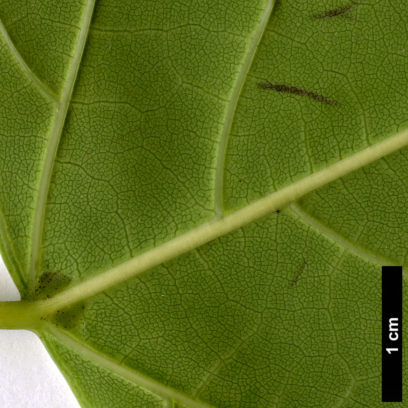 High resolution image: Family: Bignoniaceae - Genus: Catalpa - Taxon: bungei