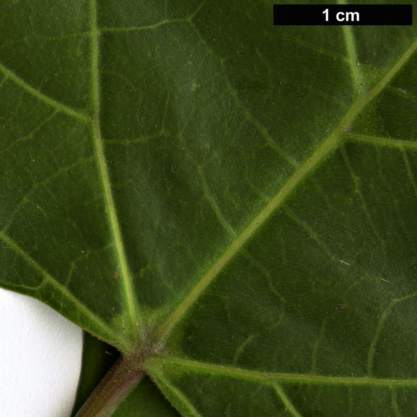 High resolution image: Family: Bignoniaceae - Genus: Catalpa - Taxon: fargesii