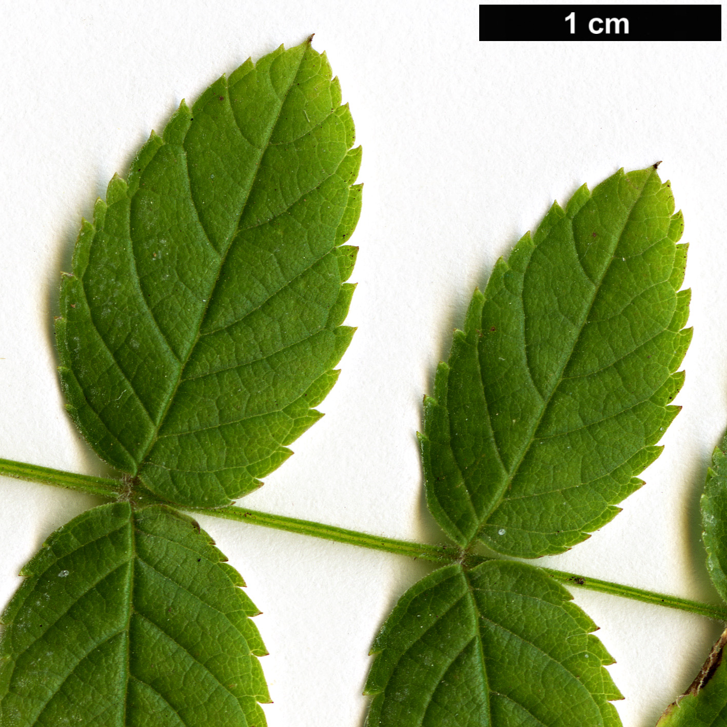 High resolution image: Family: Bignoniaceae - Genus: Tecoma - Taxon: tenuiflora