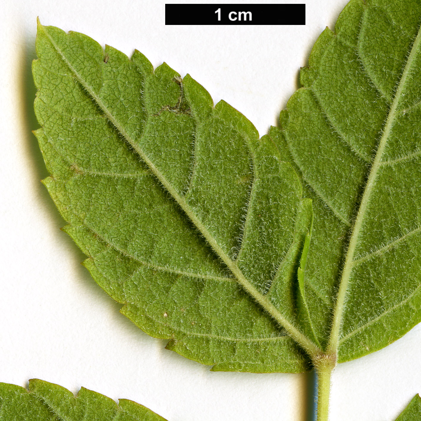 High resolution image: Family: Bignoniaceae - Genus: Tecoma - Taxon: tenuiflora