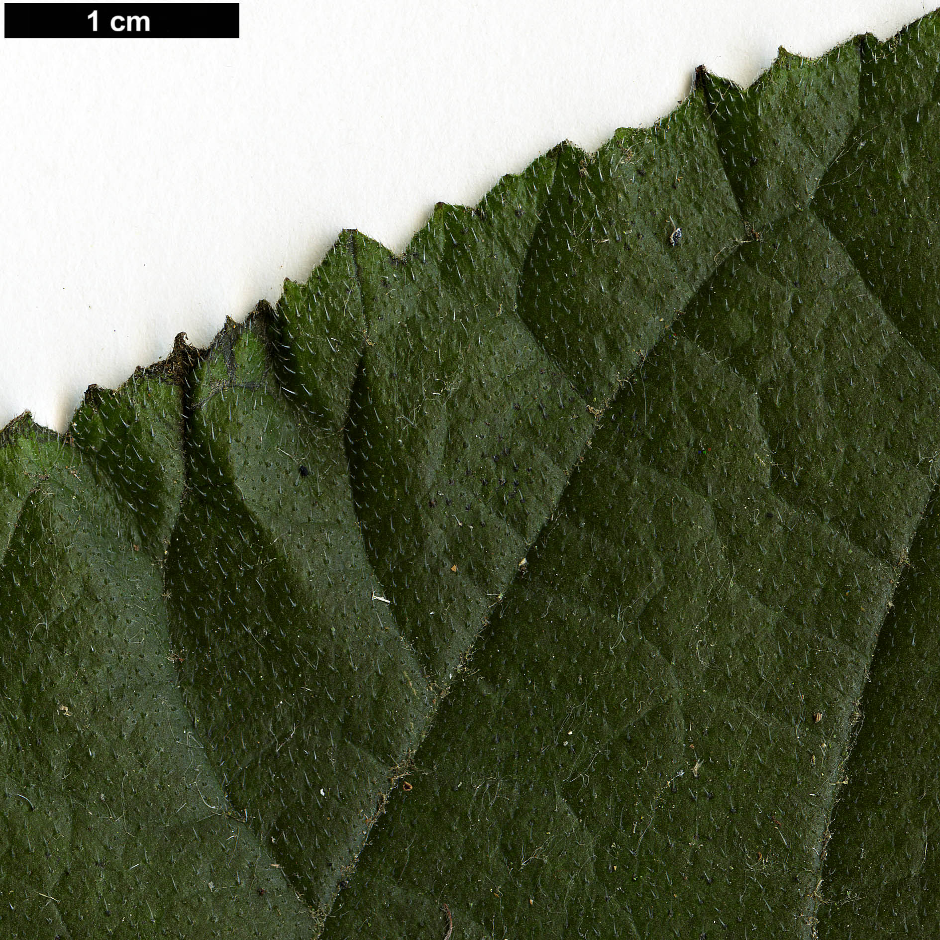 High resolution image: Family: Boraginaceae - Genus: Ehretia - Taxon: dicksonii