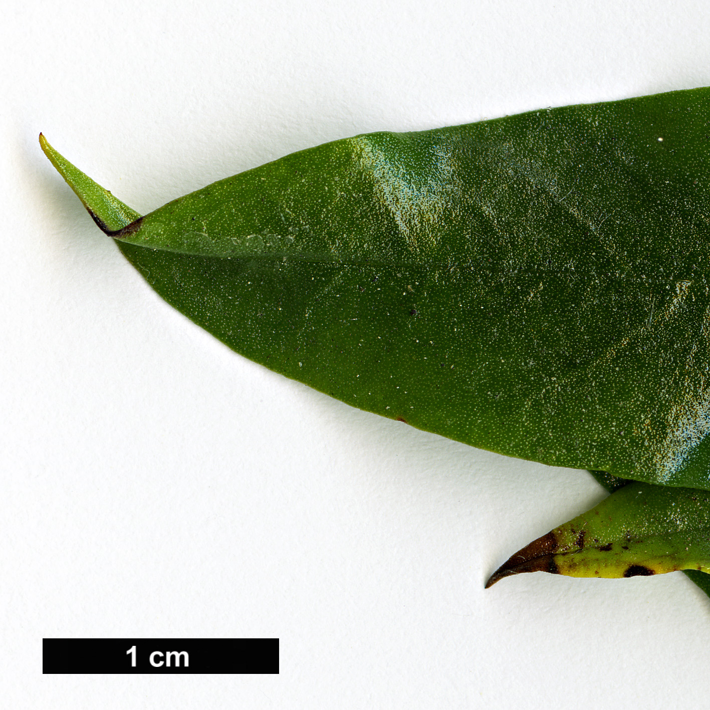 High resolution image: Family: Boraginaceae - Genus: Ixorhea - Taxon: tschudiana